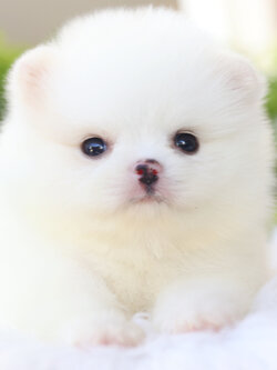 ปอมเมอเรเนียน เพศเมียสีขาวครีม