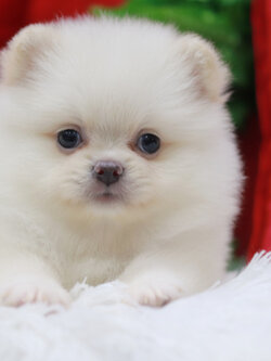 ปอมเมอเรเนียน เพศเมียขาวครีม