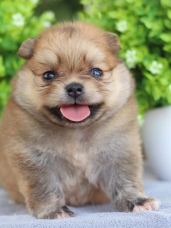 ปอมเมอเรเนียน เพศเมีย