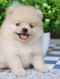 ปอมเมอเรเนียน เพศผู้