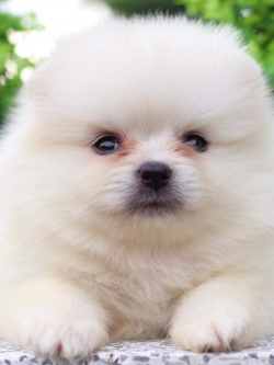 ปอมเมอเรเนียน เพศผู้