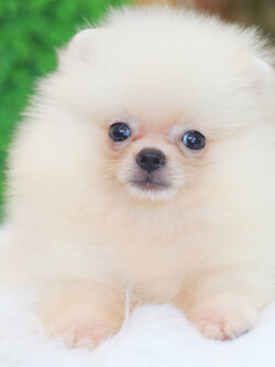 ปอมเมอเรเนียน เพศผู้สีครีม