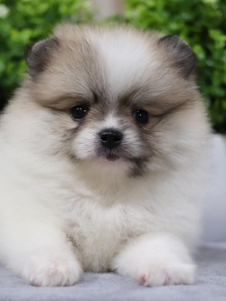 ปอมเมอเรเนียน เพศเมีย