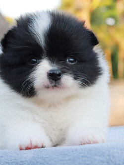 ปอมเมอเรเนียน เพศเมีย