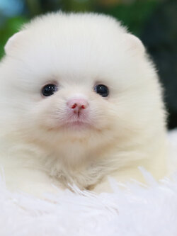 ปอมเมอเรเนียน เพศผู้ สีขาวครีม