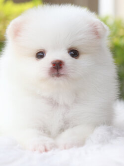 ปอมเมอเรเนียน เพศผู้สีขาวครีม