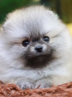 ปอมเมอเรเนียน เพศเมียสีส้ม