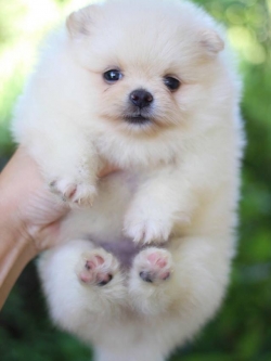 ปอมเมอเรเนียน เพศเมีย