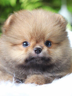 ปอมเมอเรเนียน เพศผู้สีส้ม