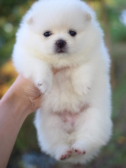 ปอมเมเรเนียนเพศเมีย