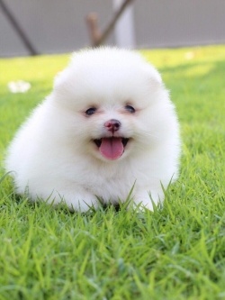 ปอมเมเรเนียน เพศผู้