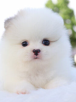 ปอมเมอเรเนียน เพศเมียสีแฟนซี