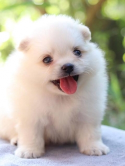 ปอมเมอเรเนียน เพศผู้