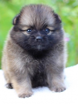 ปอมเมอเรเนียน เพศเมีย