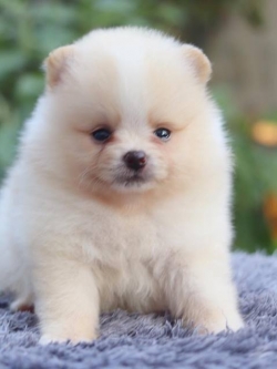 ปอมเมอเรเนียน เพศผู้