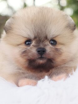 ปอมเมอเรเนียน เพศผู้สีส้ม