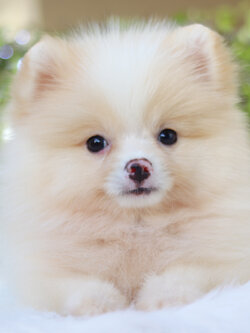 ปอมเมอเรเนียน เพศเมียสีครีม