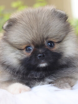 ปอมเมอเรเนียน เพศผู้สีส้ม