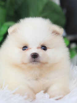 ปอมเมอเรเนียน เพศเมียสีขาวครีม