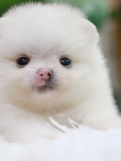 ปอมเมอเรเนียน เพศผู้ ขาว