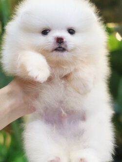 ปอมเมอเรเนียน เพศผู้ สีขาวครีม