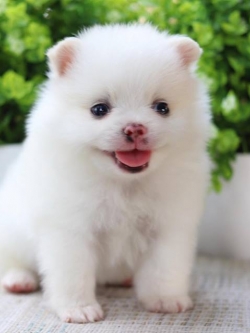 ปอมเมอเรเนียน เพศผู้