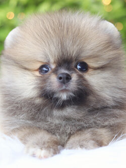 ปอมเมอเรเนียน เพศผู้สีส้ม