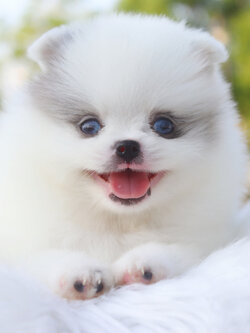 ปอมเมอเรเนียน เพศเมียสีแฟนซี