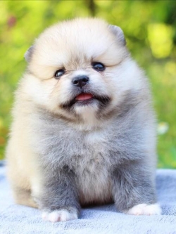 ปอมเมอเรเนียน เพศผู้