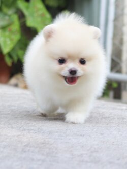 ปอมเมอเรเนียน เพศเมีย สีครีม