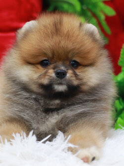 ปอมเมอเรเนียน เพศผู้ สีส้ม