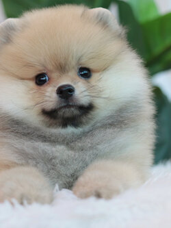 ปอมเมอเรเนียน เพศเมียสีส้ม