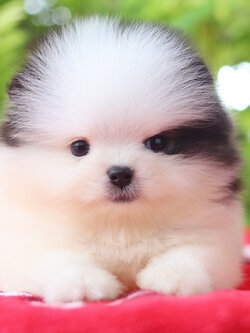 ปอมเมอเรเนียน เพศเมียสีแฟนซี