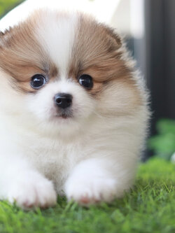 ปอมเมอเรเนียน เพศผู้ แฟนซี