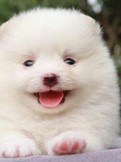 ปอมเมอเรเนียน เพศผู้ขาว