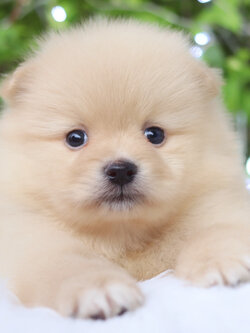 ปอมเมอเรเนียน เพศผู้ ครีม