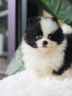 ปอมเมอเรเนียน เพศผู้ สีแฟนซีขาวดำ