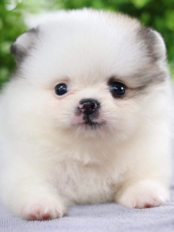 ปอมเมอเรเนียน เพศผู้