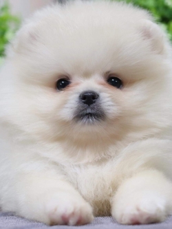 ปอมเมอเรเนียน เพศผู้