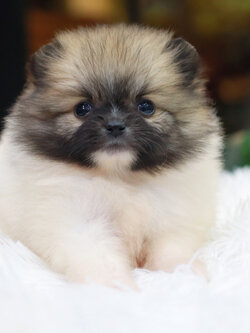 ปอมเมอเรเนียน เพศเมีย