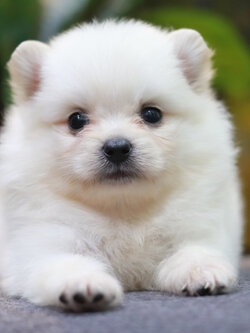 ปอมเมอเรเนียน เพศผู้ ไซส์ปกติหน้าฟ็อก