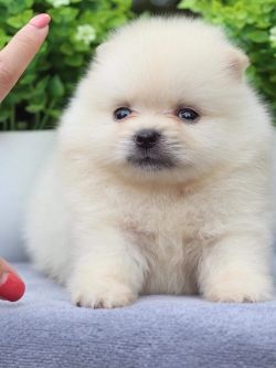 ปอมเมอเรเนียน เพศผู้