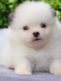 ปอมเมอเรเนียน เพศเมีย