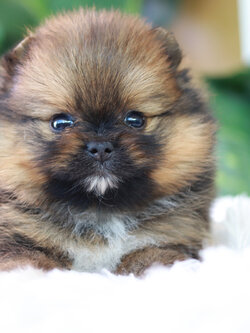 ปอมเมอเรเนียน เพศผู้ สีส้มเซเบิ้ล ไซส์เล็ก