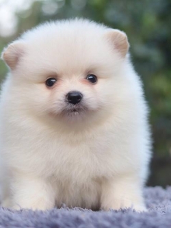 ปอมเมอเรเนียน เพศผู้