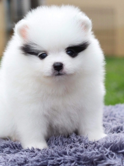 ปอมเมอเรเนียน เพศผู้