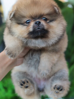 ปอมเมอเรเนียน เพศเมียสีส้ม