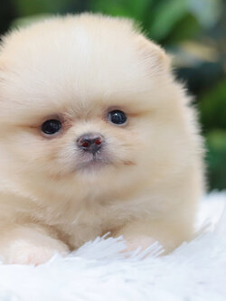 ปอมเมอเรเนียน เพศผู้ครีม