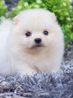 ปอมเมอเรเนียน เพศผู้