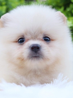 ปอมเมอเรเนียน เพศเมีย